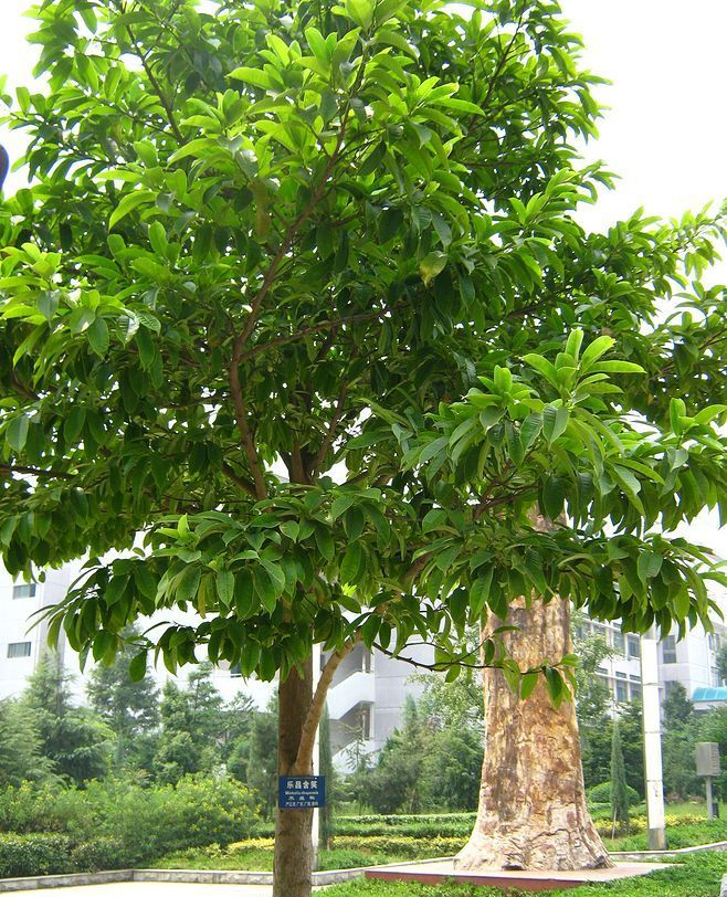 植物素材分享:含泪整理30种南方常见树种及其种植形式,欢迎收藏