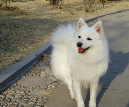 高颜值的银狐犬,让很多小女生为之心动!