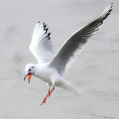红嘴鸥天堂---欣赏红嘴鸥的飞行盛宴