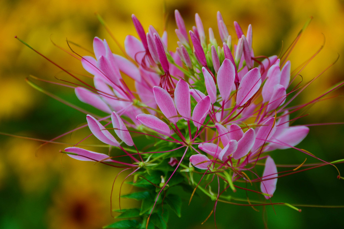 醉蝶草,原创拍摄