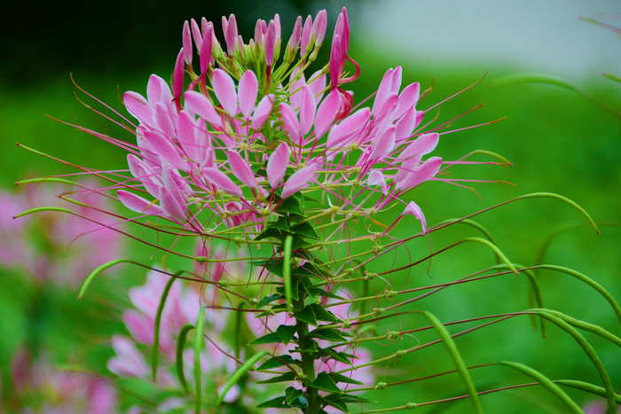 醉蝶草,原创拍摄