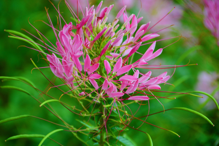 醉蝶草,原创拍摄