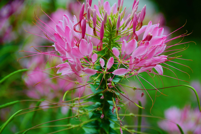 醉蝶草,原创拍摄