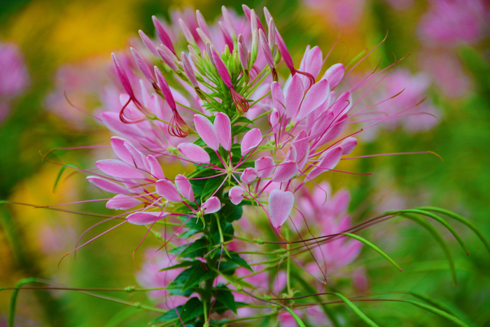 醉蝶草,原创拍摄