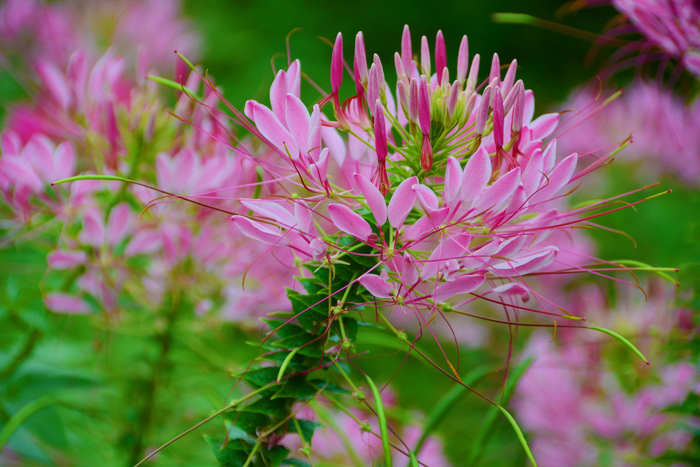 醉蝶草,原创拍摄