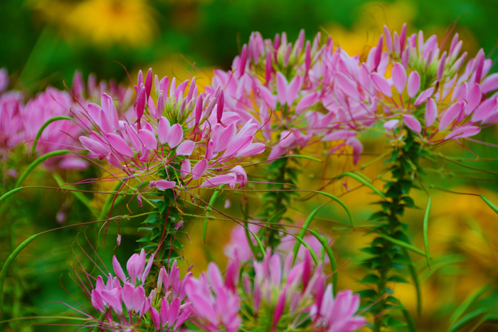醉蝶草,原创拍摄