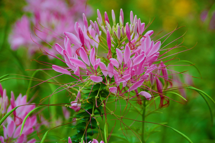 醉蝶草,原创拍摄