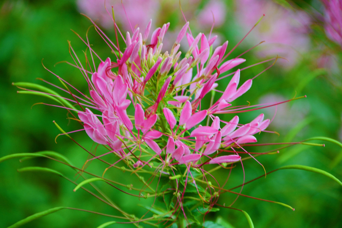 醉蝶草,原创拍摄