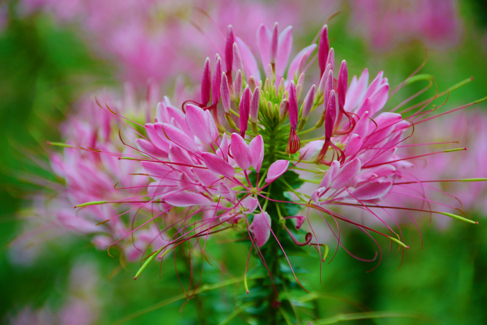 醉蝶草,原创拍摄