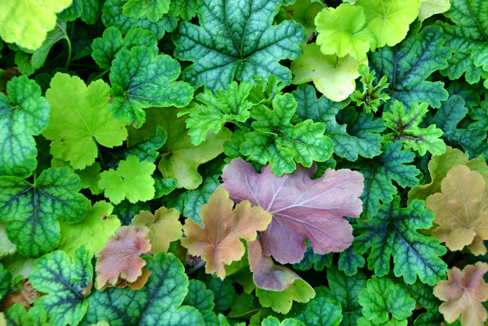 绿叶矾根草原创拍摄