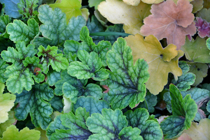 绿叶矾根草原创拍摄