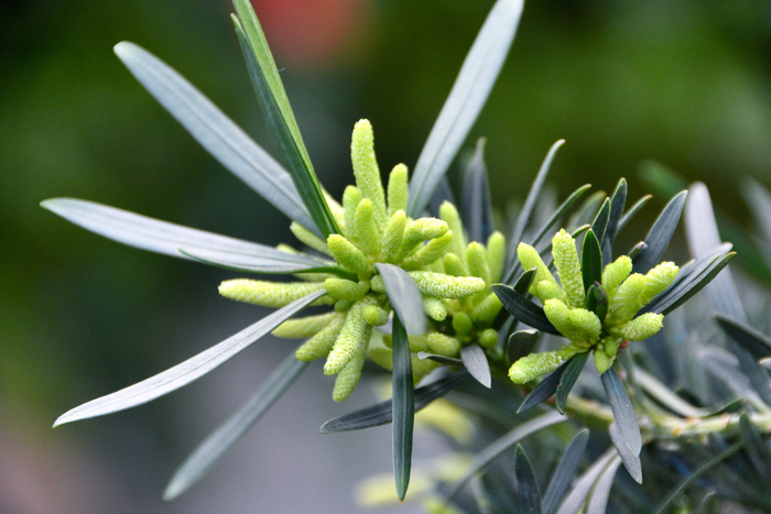 罗汉松花穗,原创拍摄