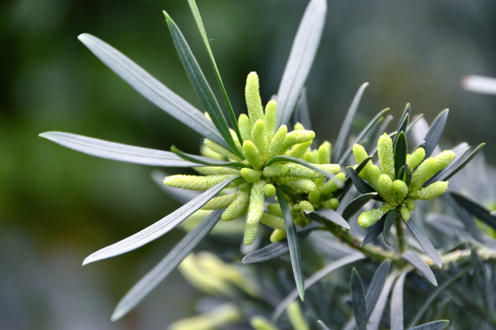 罗汉松花穗,原创拍摄