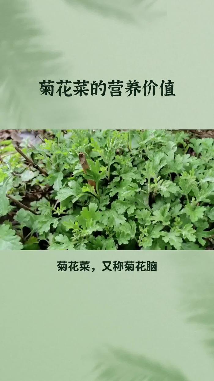 菊花芽野菜功效图片