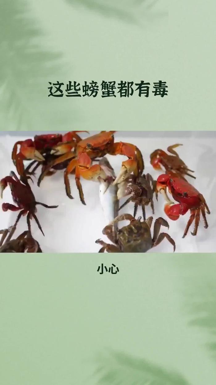 这些螃蟹可都是有毒的