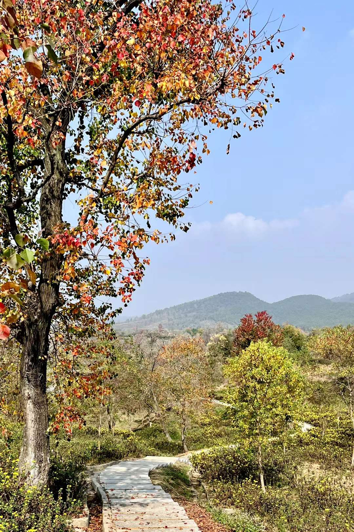 乌桕的秋(湖北省孝感市大悟县四姑镇北山村)