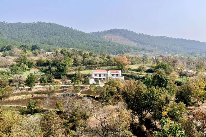 乌桕的秋(湖北省孝感市大悟县四姑镇北山村)