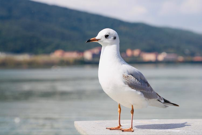 红嘴鸥天堂欣赏红嘴鸥的飞行盛宴