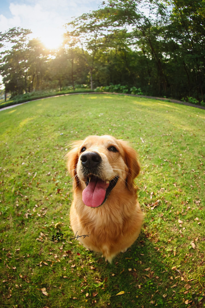 冷知识金毛巡回犬,主要技能是巡回猎人打中的猎物