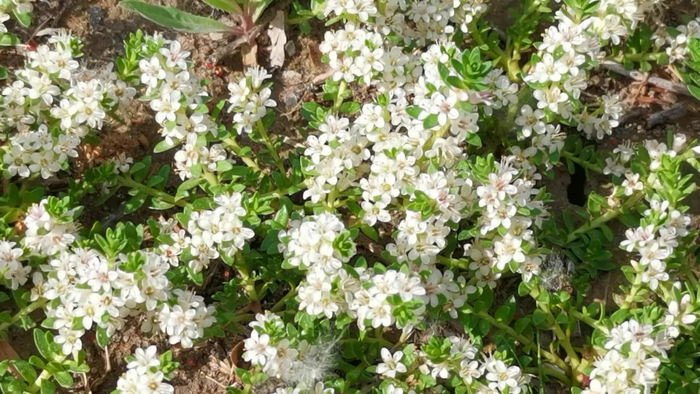 海乳草白色小花,原创视频__财经头条