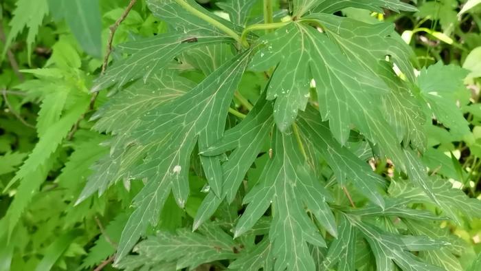 草乌植物图片高清图片