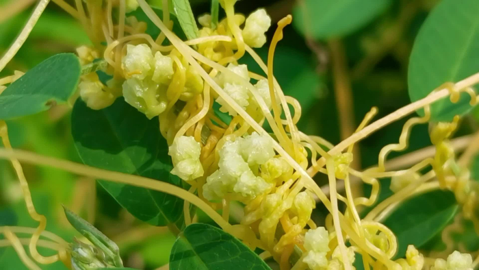 菟丝子花,原创视频