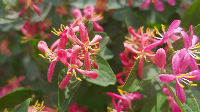 蓝叶忍冬粉色花原创拍摄