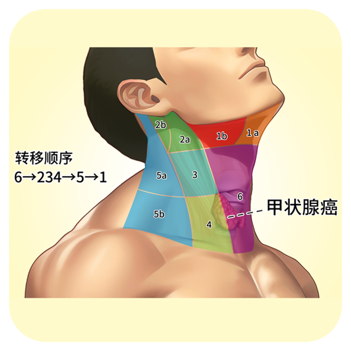 医学界发现:80岁甲状腺还很好的老人,身上大多有这6个共同点