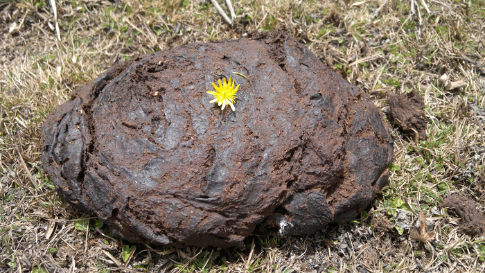 牛粪也能熬制的奶茶吗？...