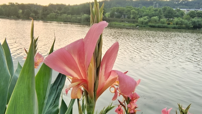 吉安随拍:花花草草之粉美人蕉