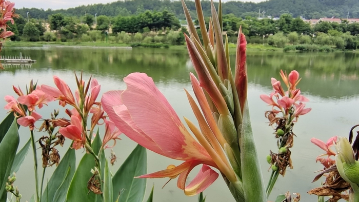 吉安随拍:花花草草之粉美人蕉