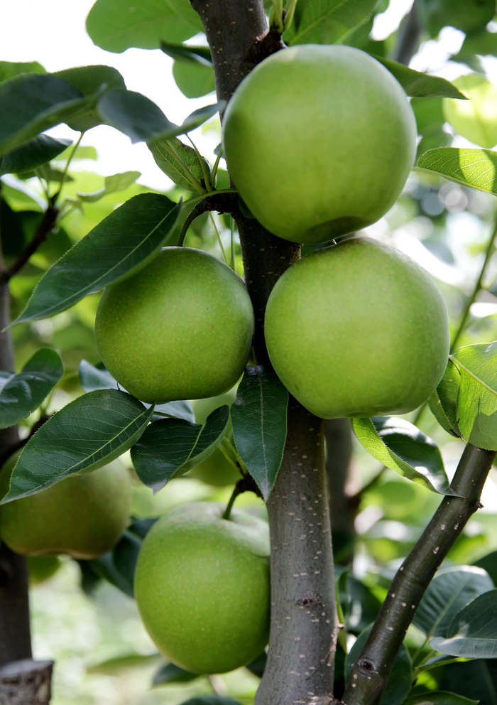 常州润果苏翠一号喜获丰收7月1日首采精品优质梨8000斤