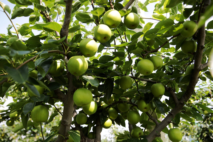 常州润果苏翠一号喜获丰收7月1日首采精品优质梨8000斤