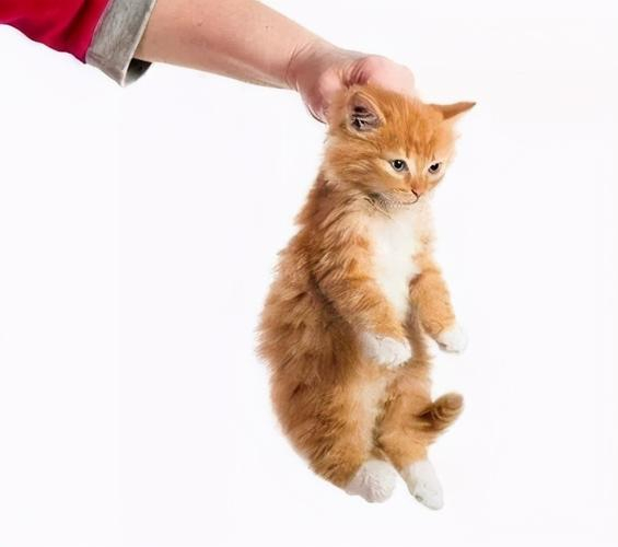 别再用这三种错误的方法抱猫了,学会这一招猫咪主动向你求抱抱。