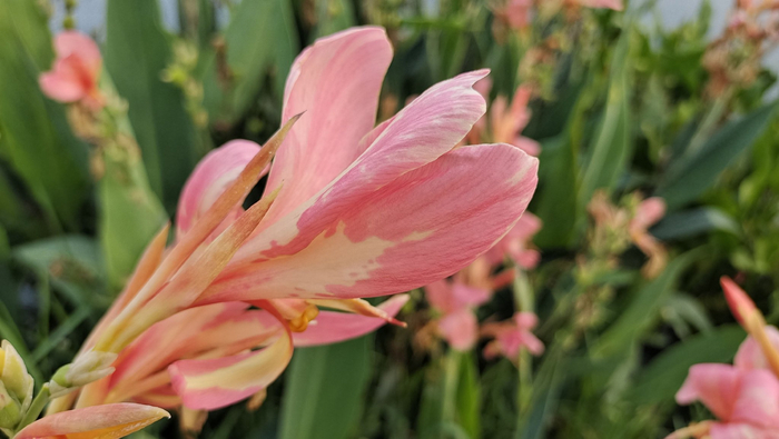 吉安随拍:花花草草之粉美人蕉
