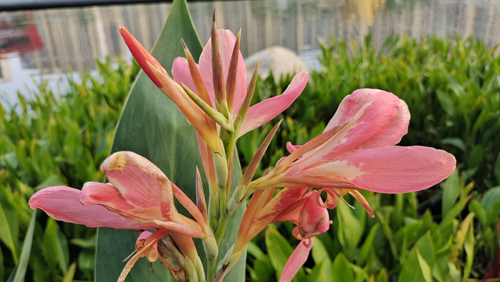 吉安随拍:花花草草之粉美人蕉