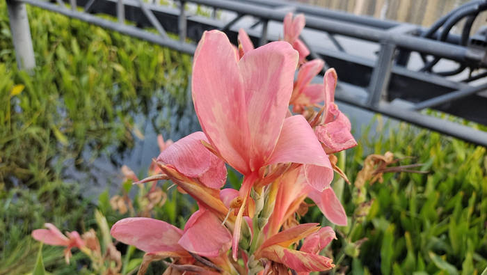 吉安随拍:花花草草之粉美人蕉