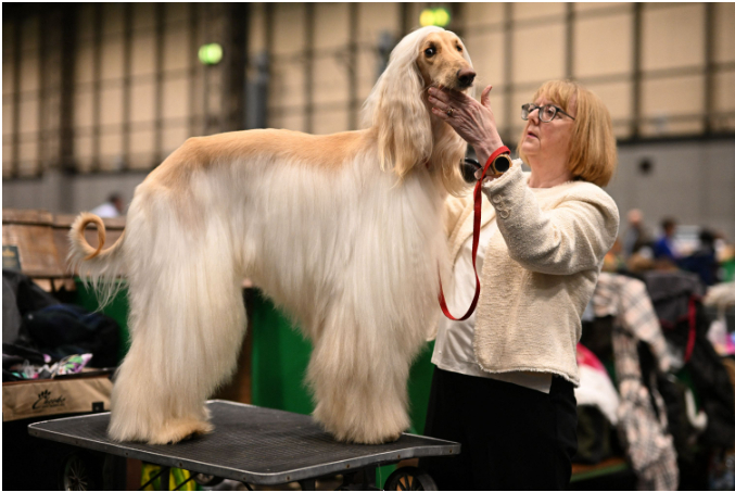 2024年克鲁夫茨犬展各色名犬亮相