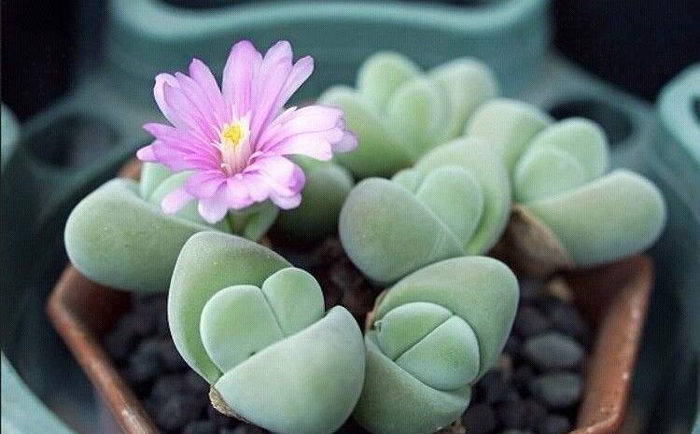 番杏科多肉植物无比玉不仅开花硕大外形更像个玉元宝