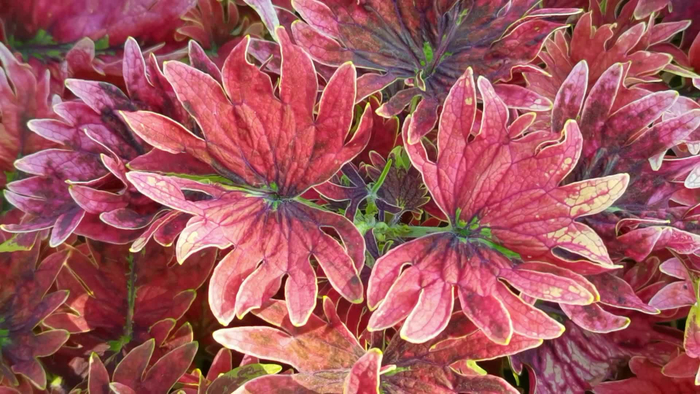 赏叶植物锦苏原创视频