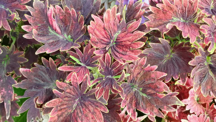 深红色锦苏彩叶草原创视频