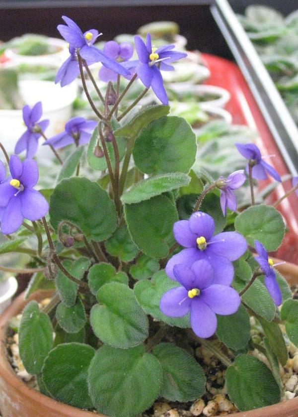 新手养非洲紫罗兰，学会“精耕细作”，让它经常开花也不难