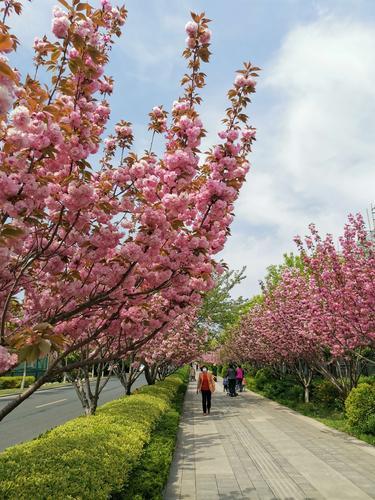 武汉赏花旅游