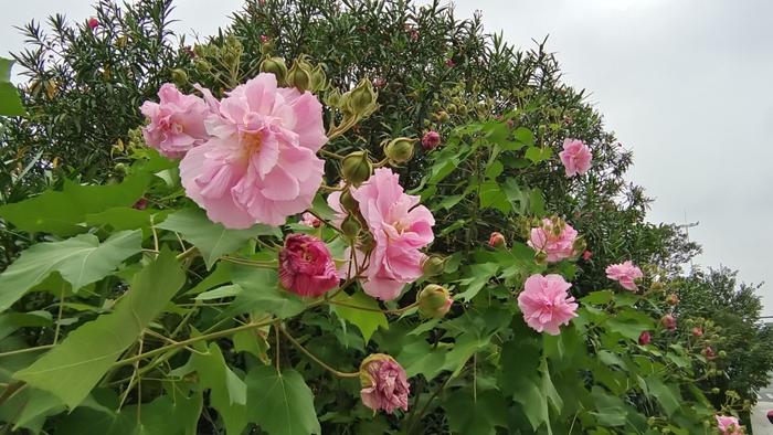 漂亮的芙蓉花图片大全图片