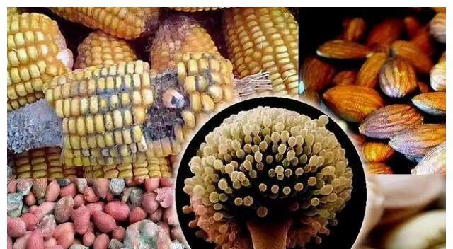 Aflatoxin