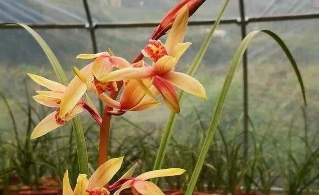 秋天蕙兰如何养？才能让它开花？蕙兰实拍的180天|兰花|花苞|拍摄|施肥|花朵_新浪新闻