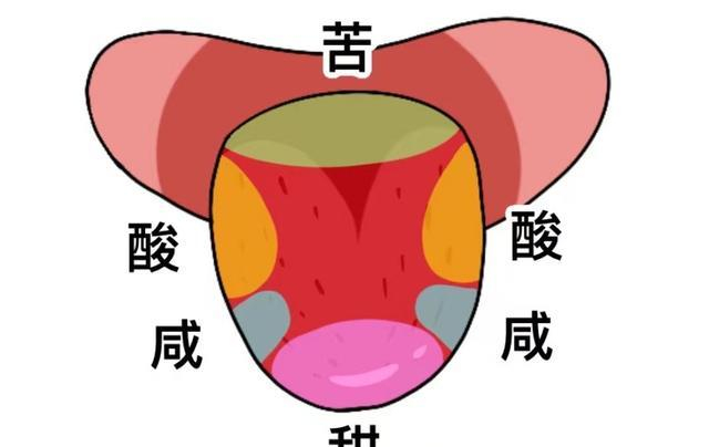 关于舌头上的“味觉地图”,我们可能搞错了?