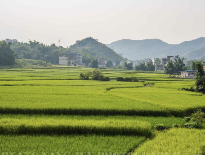 青山镇聚力人居环境打造乡村振兴升级版