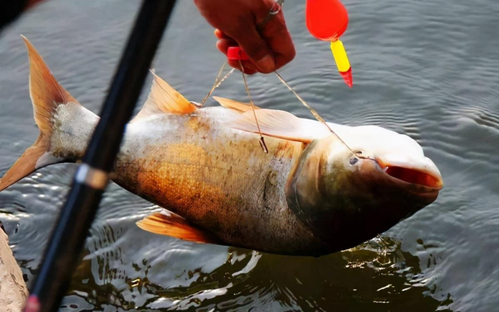 别在意水有多深,钓花鲢,只要有么深就足够了|花鲢|水层|鲢鳙_新浪新闻