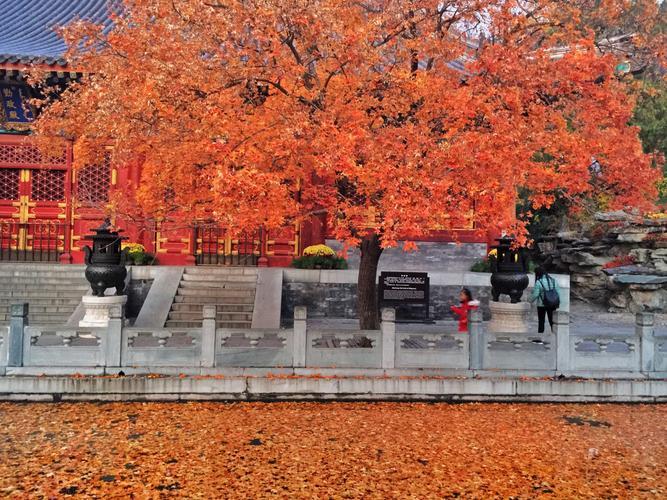 京郊的香山公園冬季遊覽有哪些讓人震撼的景觀